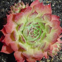 Sempervivum - Dachwurz - Hauswurz